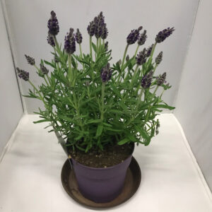 LAVANDULA STOECHAS BUTTERFLY K:12CM x10
