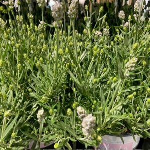LAVANDULA AGUSTIFOLIA ROSEA K:12CM x8