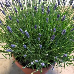 LAVANDULA ESSENCE PURPLE K:26CM