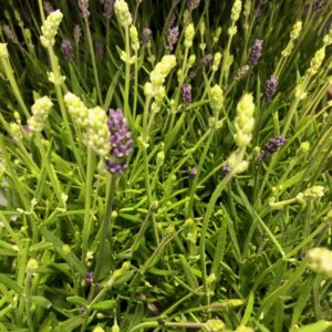 LAVANDULA TWIN K:12CM x8
