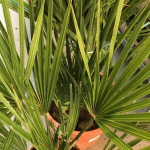 PALM CHAMAEROPS HUMILIS K:22CM H:65-80CM
