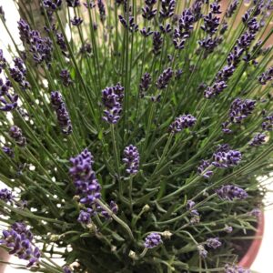 LAVANDULA MUNSTEAD/HIDCOTE K:26CM