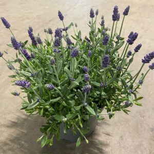LAVANDULA FRILLESÅS K:19CM