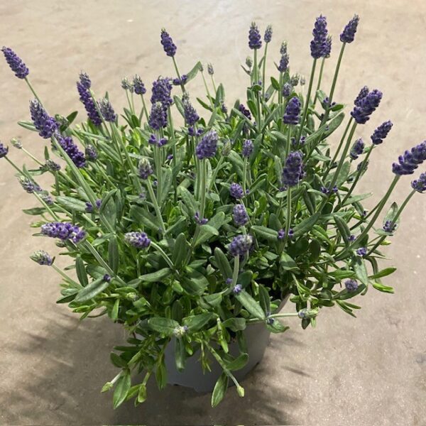 LAVANDULA FRILLESÅS K:19CM