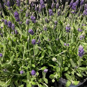 LAVANDULA FRILLESÅS K:13CM x8