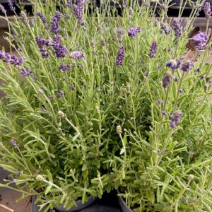 LAVANDULA ESSENCE PURPLE K:17 x6