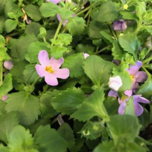 BACOPA BLÅ x15