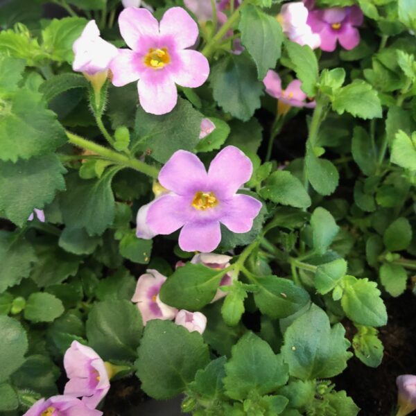 BACOPA ROSA x15