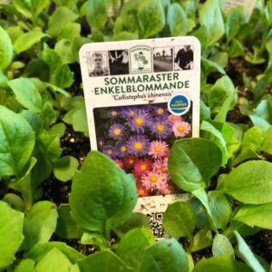 ASTER PLANTOR BOX x10