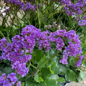 LIMONIUM I KRUKA SALT LAKE x3