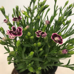 DIANTHUS PINK KISSES K:10CM x15