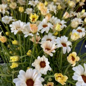 RHODANTHEMUM MAROCKANSK MARG.GUL x8