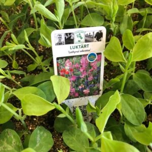 LUKTÄRT PLANTOR BOX x10
