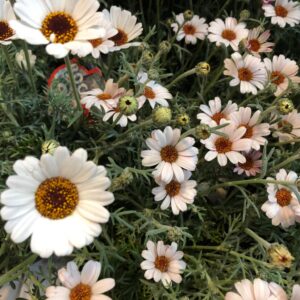 RHODANTHEMUM MAROCKANSK MARG.VIT x8