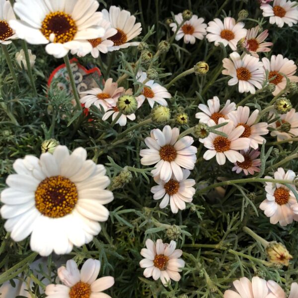 RHODANTHEMUM MAROCKANSK MARG.VIT x8