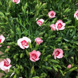 DIANTHUS PEACH PARTY K:10CM x12