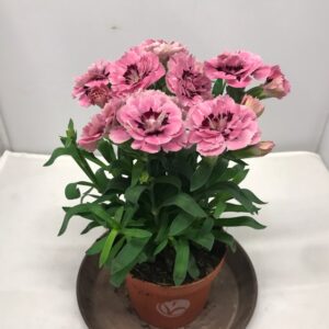 DIANTHUS PINK STAR K:10CM x12