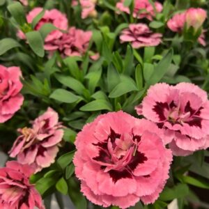 DIANTHUS OSCAR PINK & PURPLE K:10CM x12