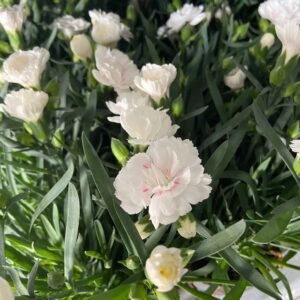 DIANTHUS OSCAR VIT K:10CM x12
