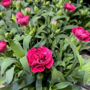 DIANTHUS OSCAR PURPLE WINGS K:10CM x12