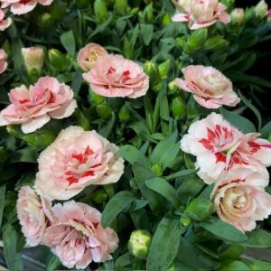 DIANTHUS OSCAR PURPLE STAR K:10CM x12