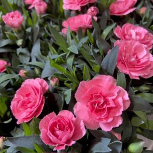 DIANTHUS OSCAR ROSA K:10CM x12