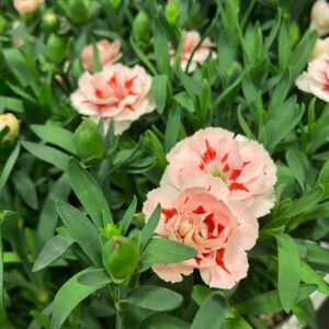 DIANTHUS OSCAR RÖD-VIT K:11CM x8