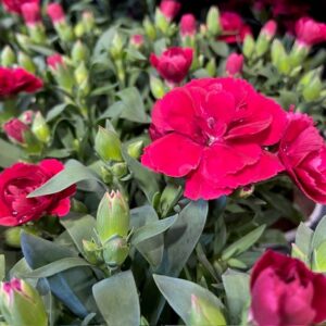 DIANTHUS OSCAR MÖRKRÖD K:10CM x12