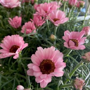 RHODANTHEMUM MAROCK MARG.PINK K:13CM x8