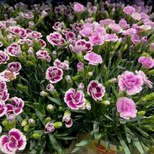 DIANTHUS LUCKY LIPS K:10,5CM x15
