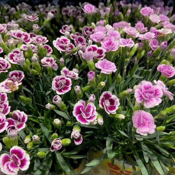 DIANTHUS LUCKY LIPS K:10,5CM x15