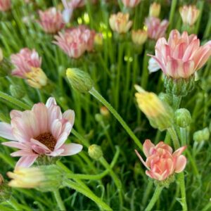 RHODANTHEMUM MAROCKANSK MARG.ORANGE x8