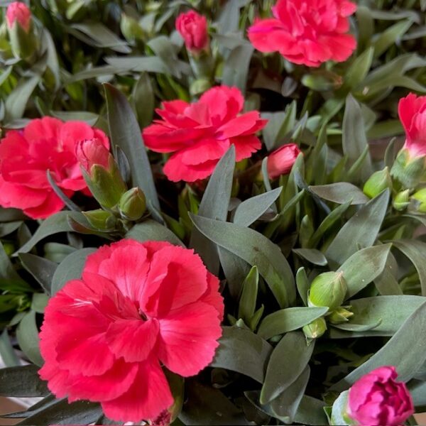 DIANTHUS OSCAR RÖD/SALMON K:11CM x12