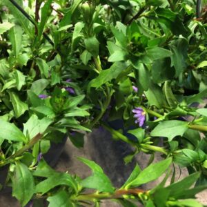 SCAEVOLA AMPEL K:27CM