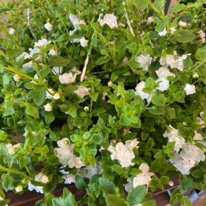 BACOPA AMPEL K:27CM x2