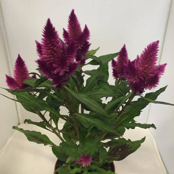 CELOSIA CARACAS/MERIDA LILA x10