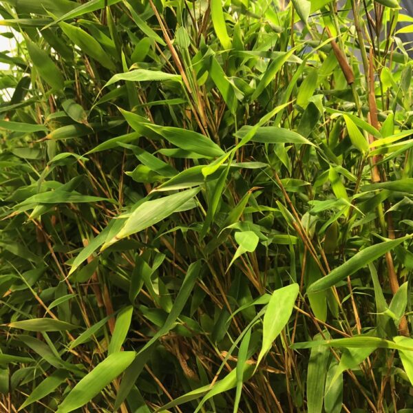 BAMBU FARGESIA K:23CM