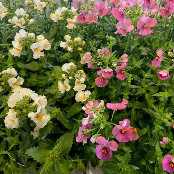 NEMESIA ARVID x6