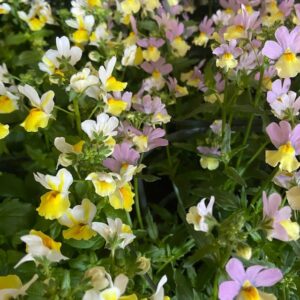 NEMESIA FRILLESÅS x8