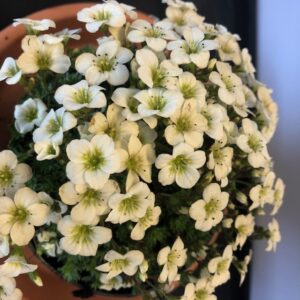 SAXIFRAGA VIT x8