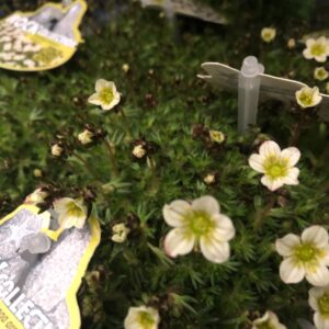 SAXIFRAGA VIT x10