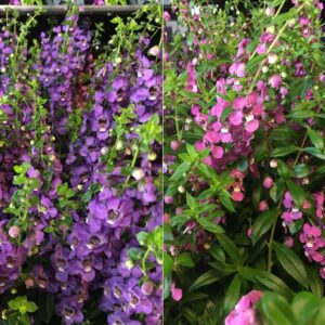 ANGELONIA K:12CM x8