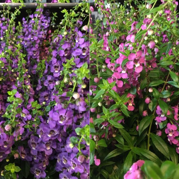 ANGELONIA K:12CM x8