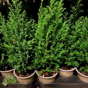 EN ELWOODII K:9CM x18