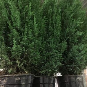 EN ELWOODII K:21CM H:80-90CM