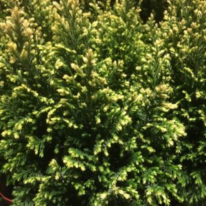 EN ELWOODII SNOW WHITE K:18CM x18