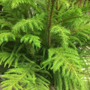 ARAUCARIA H:90-110CM