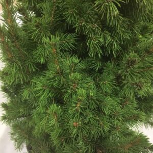 PICEA GLAUCA GRAN K:9CM x18
