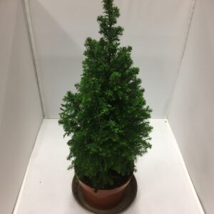 EN CHAMAECYPARIS TOP POINT K:13CM x8