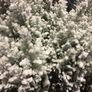 EN ELWOODII M SNÖ x18